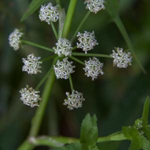 fools watercress