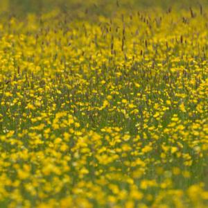 fromus buttercup meadow