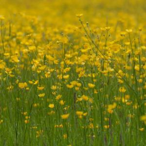 fromus buttercup meadow7