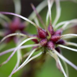 fruit of wild clematis