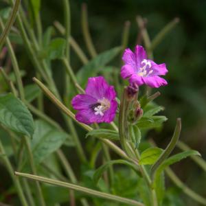 great willowherb