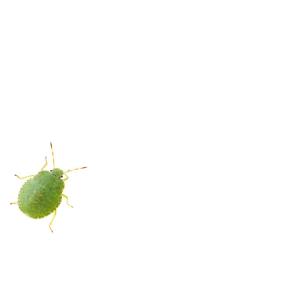 green shield bug 2nd instar