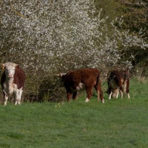 herefords and blossom2