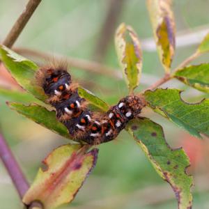 knotgrass moth caterpillar on briar