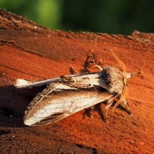 lesser swallow prominent