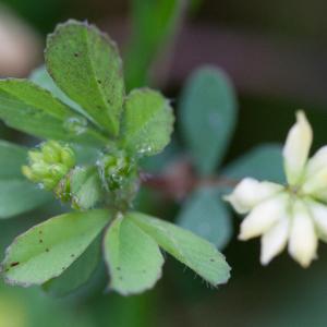 lesser trefoil in november