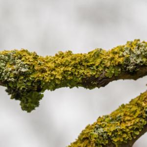 lichen4