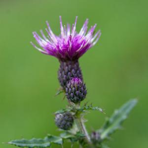 marsh thistle