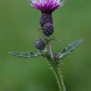 marsh thistle2