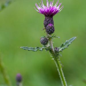 marsh thistle3