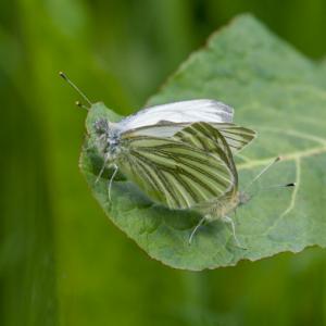mating green veined whites
