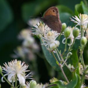 meadow brown on wild clematis