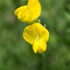 meadow vetchling flowerhead