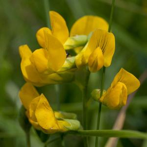 meadow vetchling2