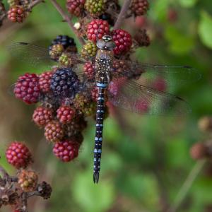 migrant hawker