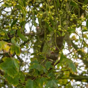 mistletoe on maple