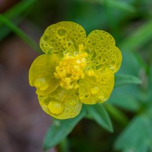 november buttercup