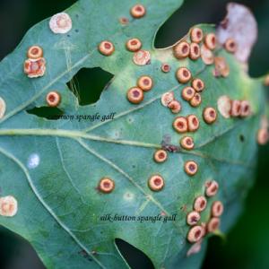 oak leaf galls