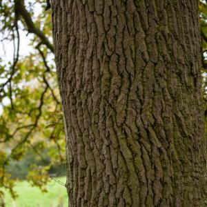 oak trunk