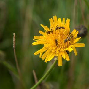 perennial sow thistle flower