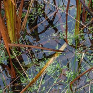 pond weed