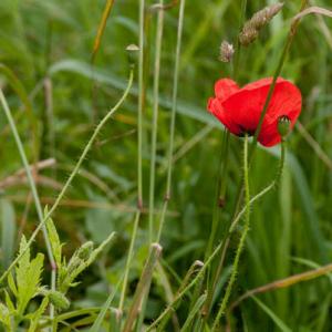 poppies in the meadow2