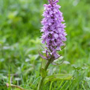 possible early marsh orchid