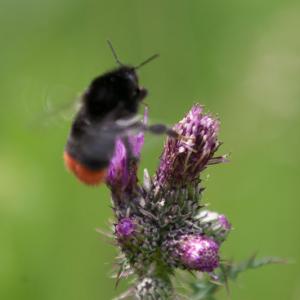 red tailed bumblebee bombus lapidarius in flight