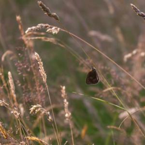 ringlet in the meadow
