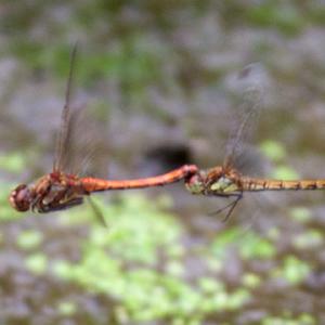 ruddy darters mating over the poind