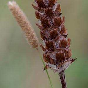 selfheal