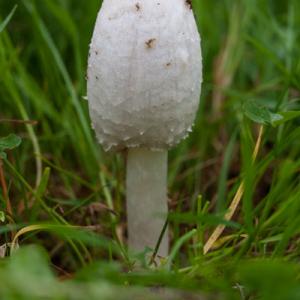 shaggy inkcap early fruiting body