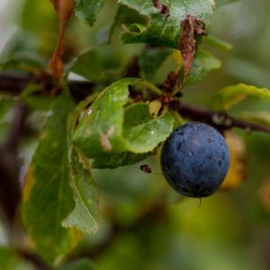 sloe