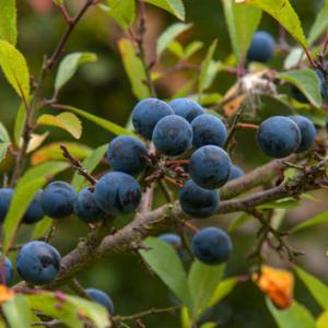 sloes