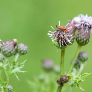 soldier on thistle