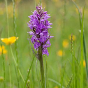 southern marsh orchid fromus valley