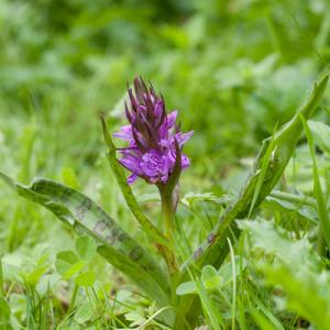 southern marsh orchid leopard spotted variant