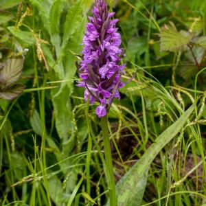 southern marsh orchid leopard spotted variant2