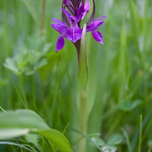 southern marsh orchid1