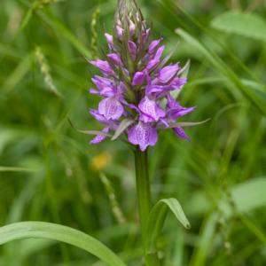 southern marsh orchid4