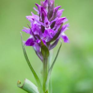 southern marsh orchid5