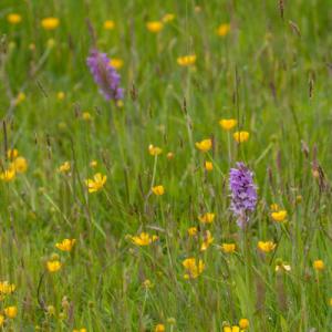 southern marsh orchids in the buttercup meadow