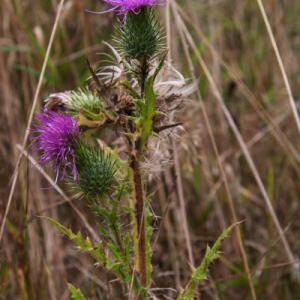 spear thistle2