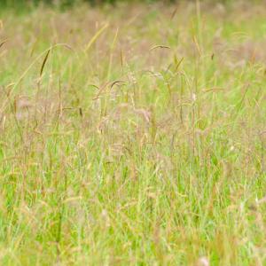 species rich grass meadow