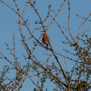 spring singing robin