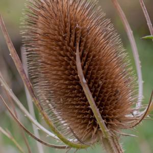 teasel2