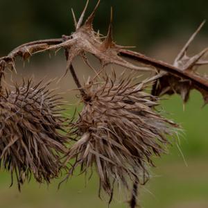 thistle