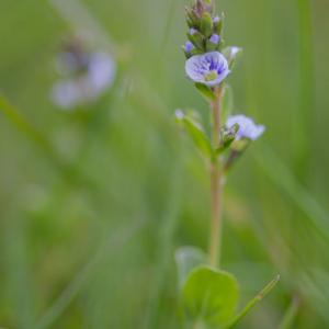 thyme leaved speedwell