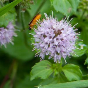 turnip sawfly athalia rosae on watermint