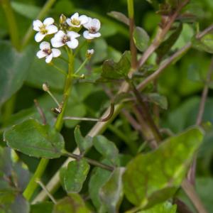 watercress